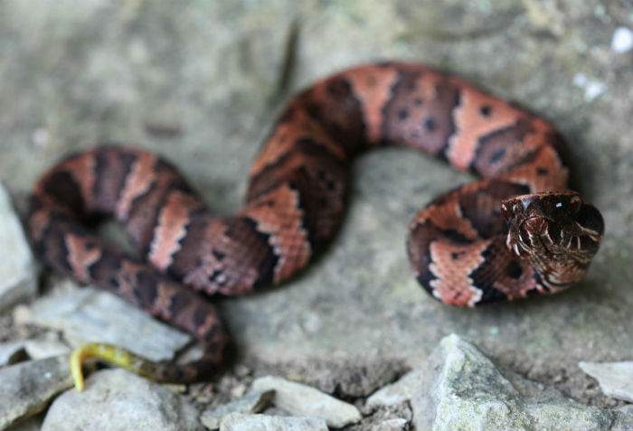 Western Cottonmouth